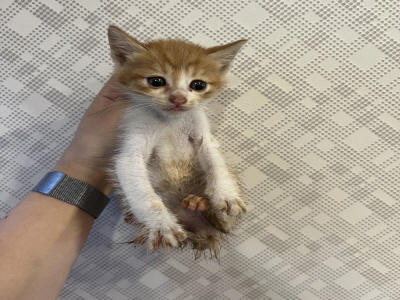 (사)동부동물보호협회_426330202400182